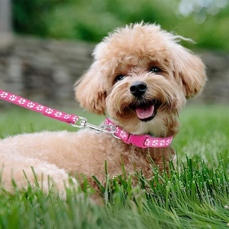 Dog Paw Print Pet Traction Rop - Headcollar Rope Set 评论和价格